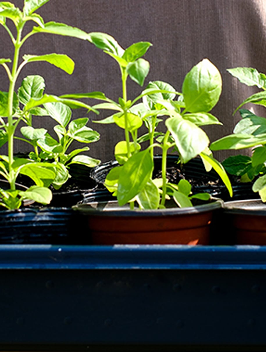 Rooting out plastic waste with 20-year traceable trays Image